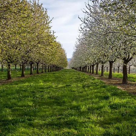 Pre Opening! Erlenbad - Exklusive Residenz Bei Baden-baden An Der Schwarzwaldhochstrasse アパートホテル Obersasbach